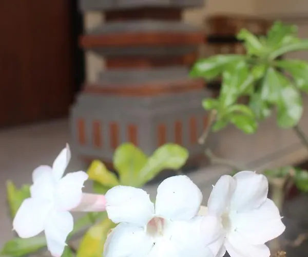 Js Guest House, 2 Minutes Walk To Guest house 3*